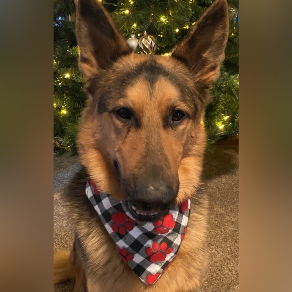 Dog Scarfs Black & white flannel with paw reversible plaid available in XS-XL - Picture 1 of 1